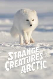 ดูหนังออนไลน์ฟรี Strange Creatures of the Arctic (2022)
